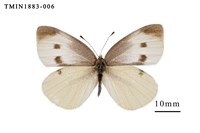 藏品(白粉蝶)的圖片